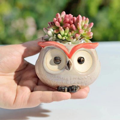 pot de fleur exterieur choupi chouette succulente exposée dans une main