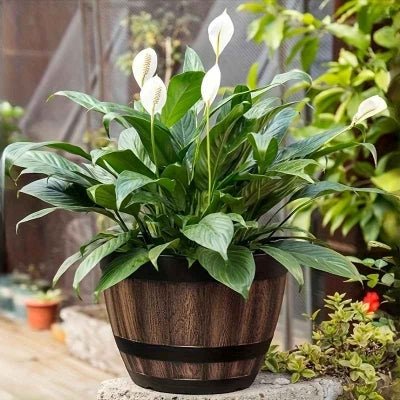 pot de fleur tonneau avec arum