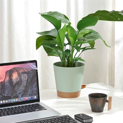 pot de fleur serenite dans bureau