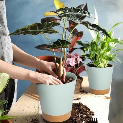 pot de fleur serenite rempotage plantes vertes